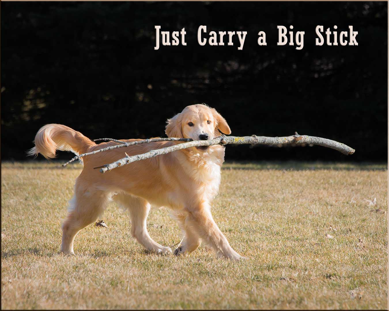 Golden Retriever puppy carrying a big stick
