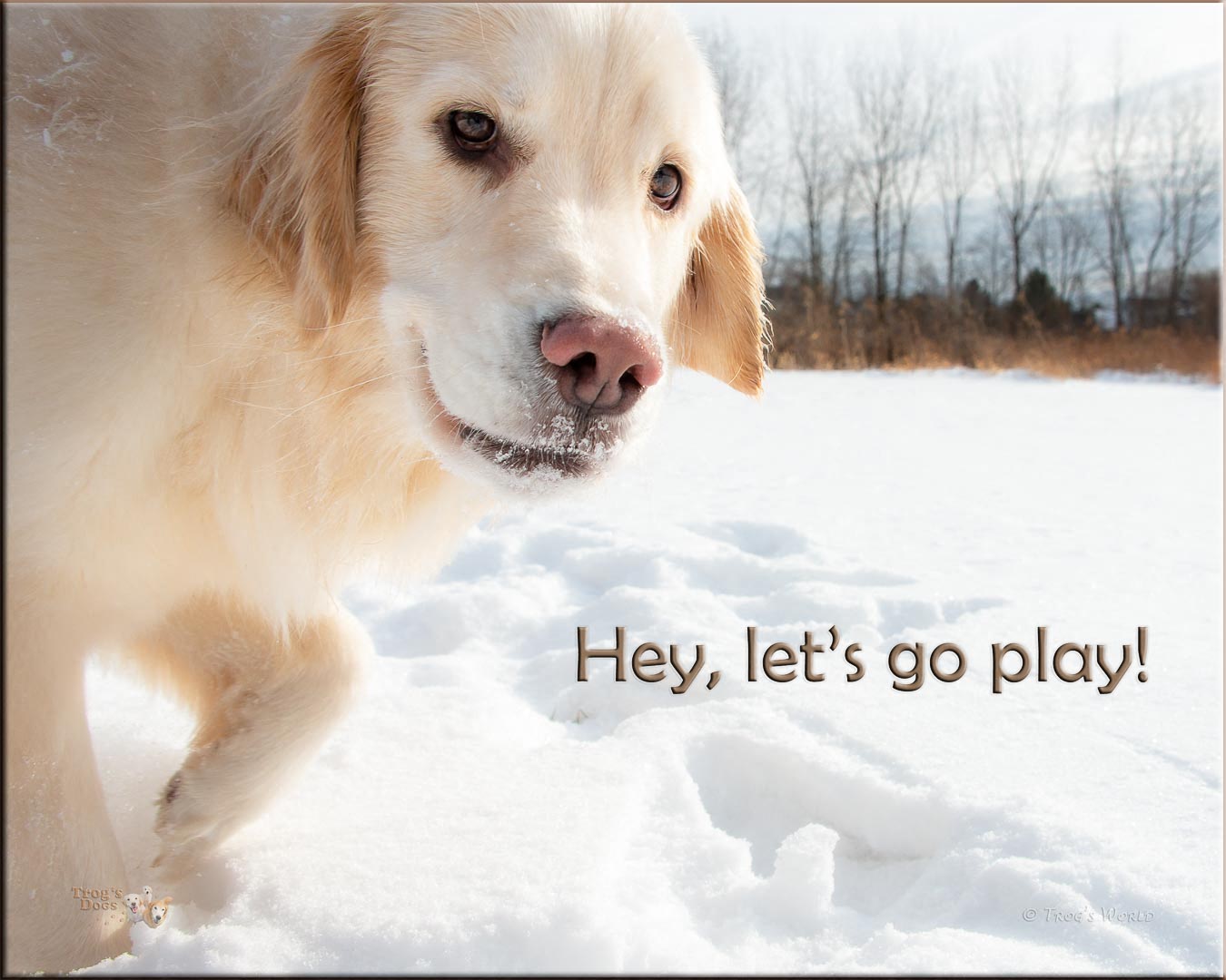 Golden Retriever in the Snow