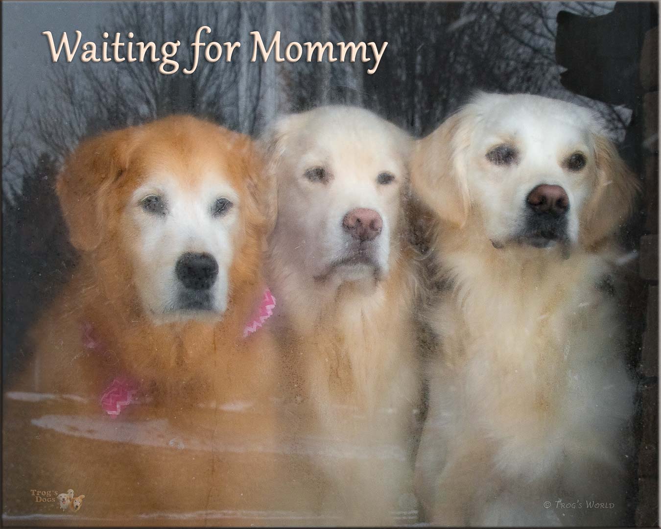 Three golden retrievers looking out the front door