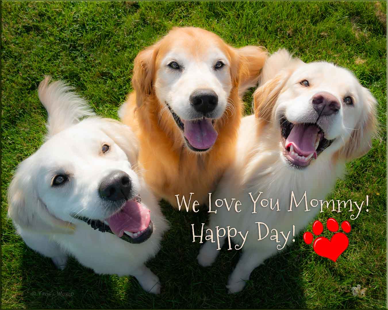 Three golden retrievers smiling