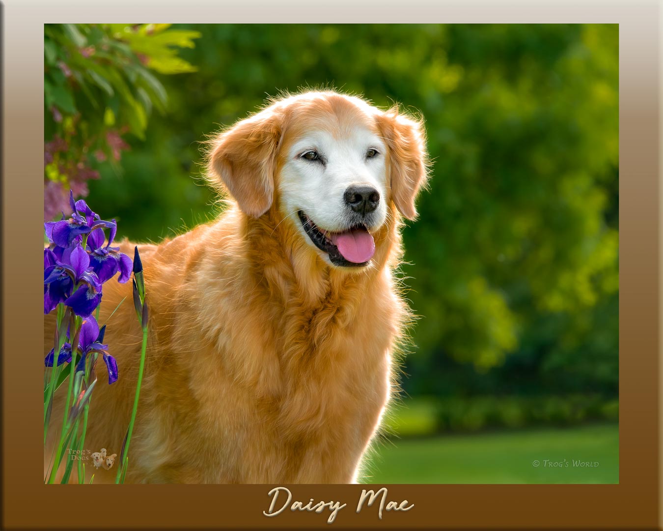 Portrait of a Golden Retriever