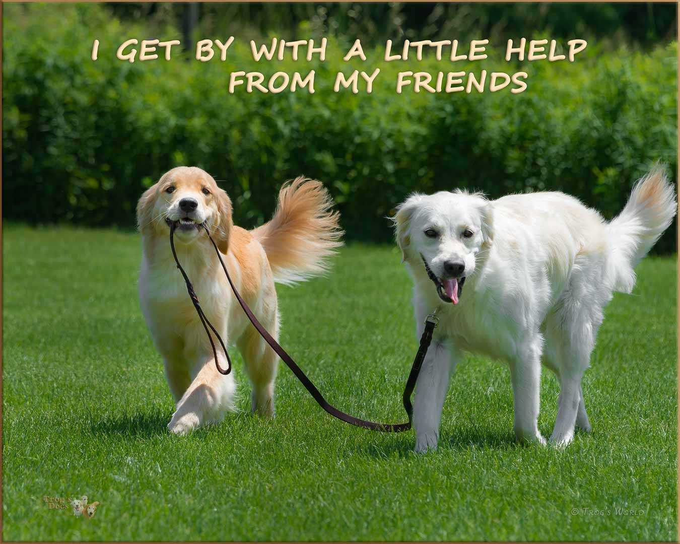 A Golden Retriever leads another with a leash