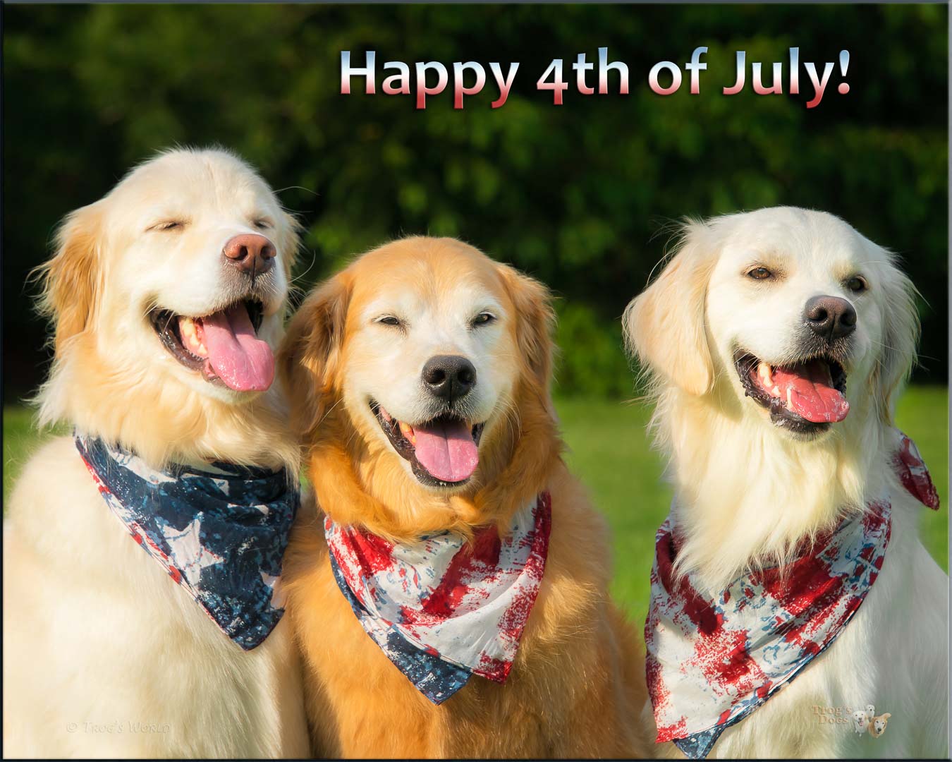 Three golden retrievers with July 4th scarves