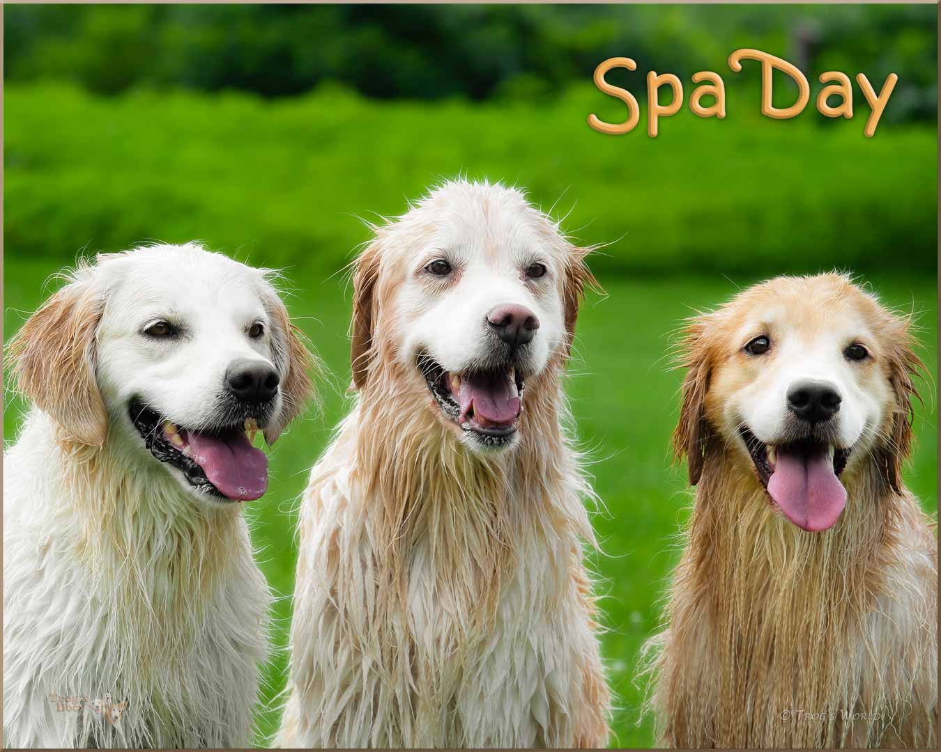 Golden Retrievers after having a bath