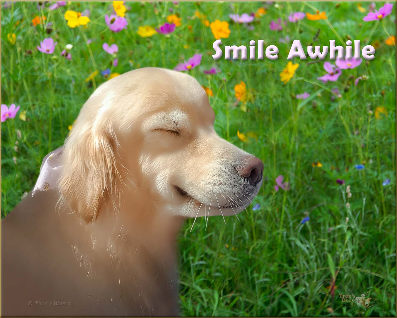 Paczki the golden retriever smiling