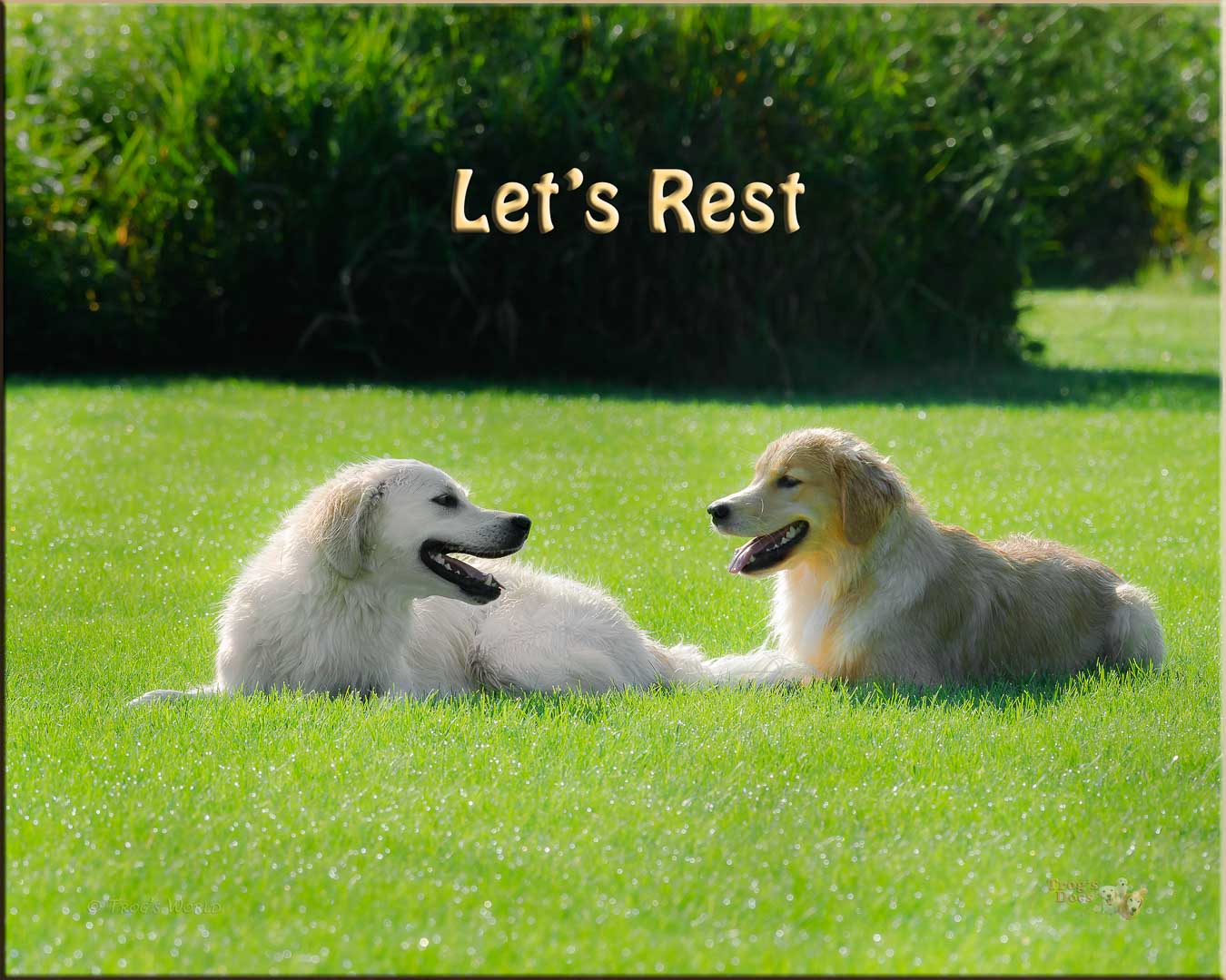 Two Golden Retrievers resing in the dewy grass