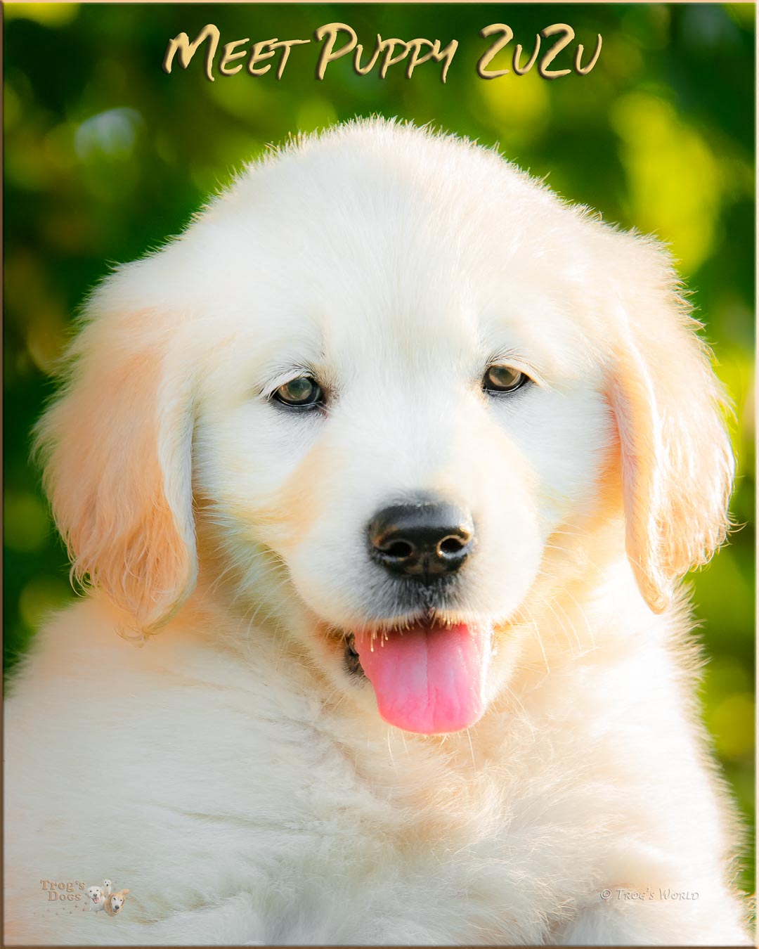 Portrait of Golden Retriever puppy