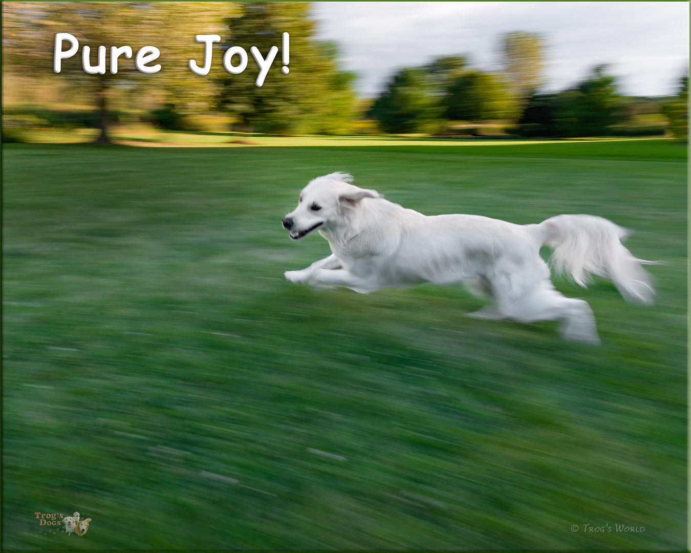 Golden retriever running in a circle