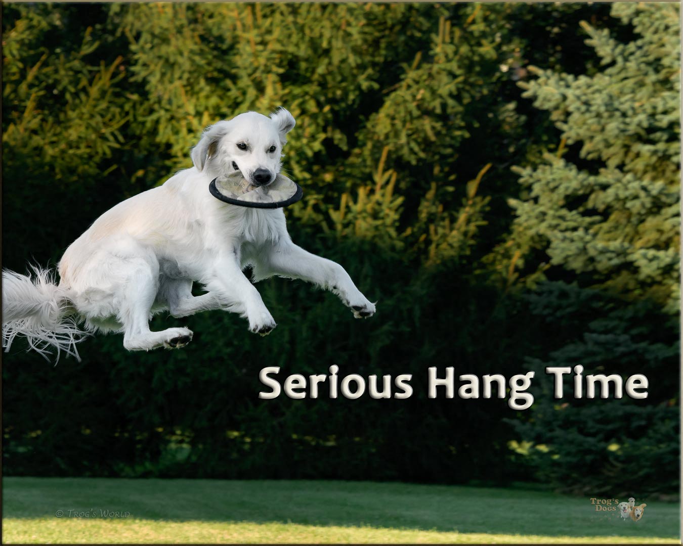 Golden retriever hang time with a frisbee