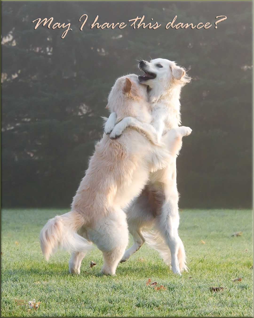 Two golden retrievers dancing in the morning mist