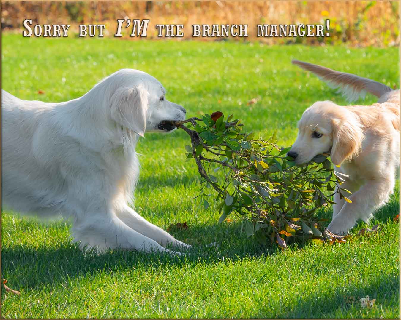 Two golden retrievers tussle over a branch