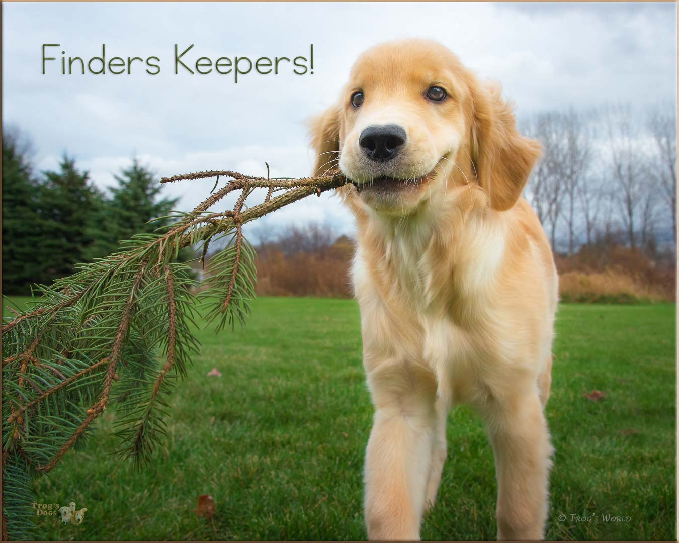 Golden Retriever puppy with a branch