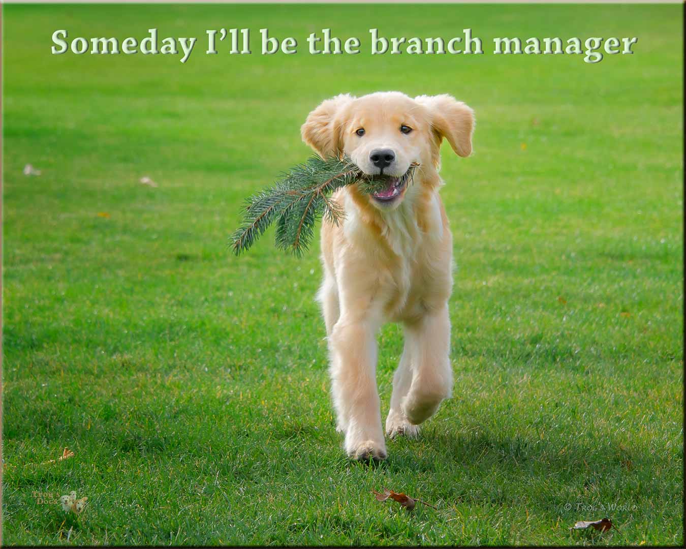 Golden Retriever Puppy with a branch